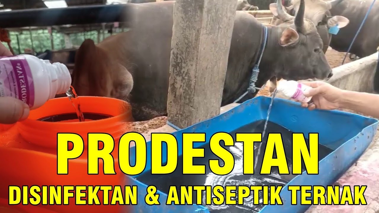 
                                 Prodestan-Desinfektan-Antiseptik-Ternak-Sapi